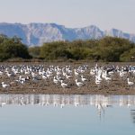 View Of Qeshm Island Bird , Iransense Travel Agency